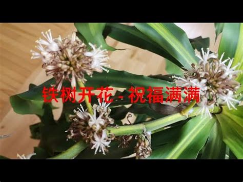 鐵樹開花兆頭|如何判斷鐵樹開花的吉凶？